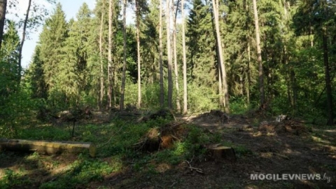 Ограничения на посещение лесных массивов Могилевщины сняты