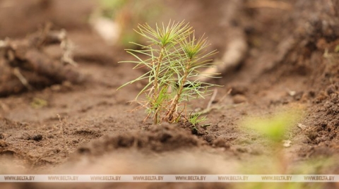 В Могилевской области участники акции “Неделя леса” высадят 3 млн деревьев