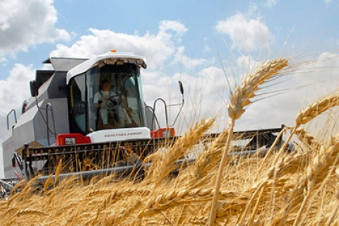 В Могилевской области осталось убрать менее 5% площадей зерновых и зернобобовых культур