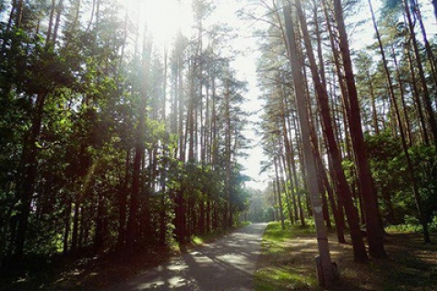 Жителей Могилевской области 17 октября приглашают принять участие в акции «Чистый лес»
