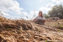 В Могилевской области жатва идет с поправкой на полеглицу после стихии