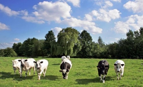 О заготовке кормов и выпасе скота на территории Чериковского района