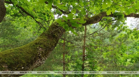 Запреты на посещение лесов действуют в 14 районах Могилевской и Гомельской областей Беларуси