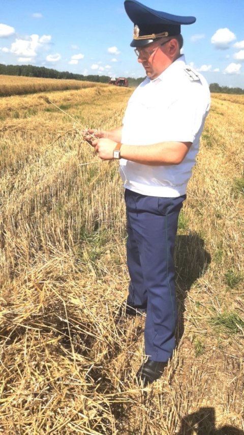 Прокуратура Чериковского района проверила ход уборки зерновых в эксбазе «Чериков». Нарушений не выявлено