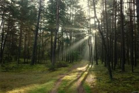 Посещение лесов ограничено во всех районах Могилевской области