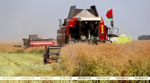 Белорусские аграрии намолотили 4,8 млн тонн зерна с учетом рапса