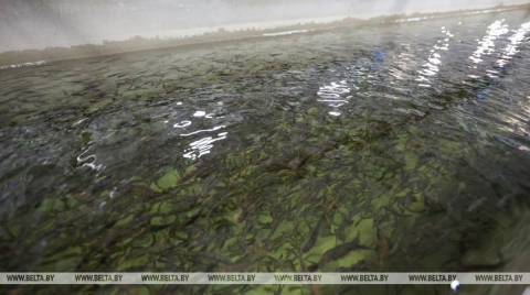 Рыбный холдинг планируют создать в Могилевской области