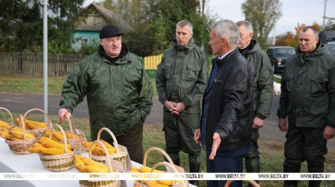 Президент Беларуси Александр Лукашенко на своей малой родине ознакомился с результатами эксперимента по возделыванию кукурузы разных сортов. Для эксперимента на поле ОАО «Александрийское» в этом году высадили 12 сортов кукурузы. По 6 отечественной и зарубежной селекции. Примечательно, что зарубежные сорта предназначены в первую очередь для выращивания на зерно, а отечественные селекционеры всегда преимущественно работали над силосными сортами.  Как доложили Президенту, результаты при соблюдении всех требований технологии по всем сортам получены весьма достойные. Ученые заверяют, что даже при изначальной разнице в предназначении сортов сбор зерна в целом сопоставимый. Вместе с тем определенная разница все же есть. Например, по срокам созревания зарубежные сорта более ранние, да и урожайность на зерно у белорусских хоть и хорошая, но порой все же бывает ниже. В целом же по этому направлению селекция с каждым годом идет буквально семимильными шагами. За последние 10 лет продуктивность гибридов выросла на четверть.   «Кукуруза неплохая у нас, что там говорить. Но мы отстаем от Запада», &amp;mdash; констатировал Александр Лукашенко. Президент подчеркнул, что ученые должны давать результат, и это касается не только кукурузы, а научной сферы в целом. «Это в ближайшее время мы разберемся. Комиссия сейчас по Академии наук работает. Я хочу сделать вывод по кадрам», &amp;mdash; сказал глава государства. Он напомнил, что в свое время согласился с предложением о том, что не стоит опираться только на отечественные семена и сорта, но еще хотя бы около 15% закупать импортных, чтобы была возможность сравнить. «Не должно быть очковтирательства и шапкозакидательства. Зачем возделывать нам то, что не приносит пользы. Нам нужны высокоурожайные хорошие сорта. Но итоги надо подвести очень серьезные, особенно по этим сортам. Приходишь: импорт &amp;mdash; хорошо, а наше отстает. При том внимании, которое мы уделяем ученым», &amp;mdash; заметил белорусский лидер.   Как было отмечено в ходе мероприятия, высокопродуктивные импортные сорта на зерно имеет экономический смысл возделывать только в крепких передовых хозяйствах. Большая же часть сельхозпредприятий Беларуси может вполне успешно работать и с отечественными, особенно если речь идет о необходимости получения силосной массы. Но при соблюдении всех технологий можно получить и высокий урожай зерна.  /Будет дополнено/.   Александр Лукашенко дал старт республиканской акции по восстановлению леса, пострадавшего после стихии БЕЛТА